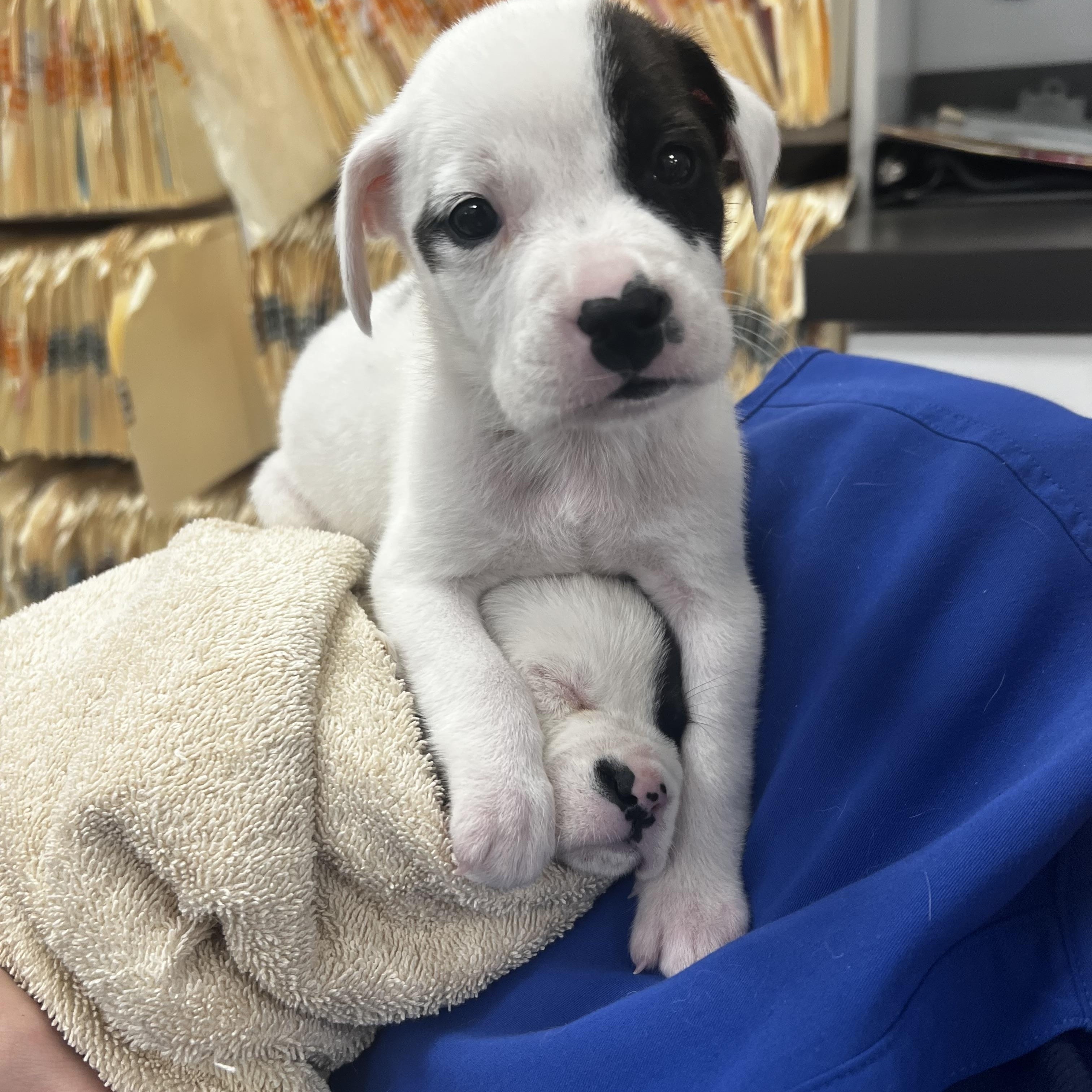 Enlarge Jeremiah, a Adoptable mixed breed in Mount Meigs, AL image 2/3