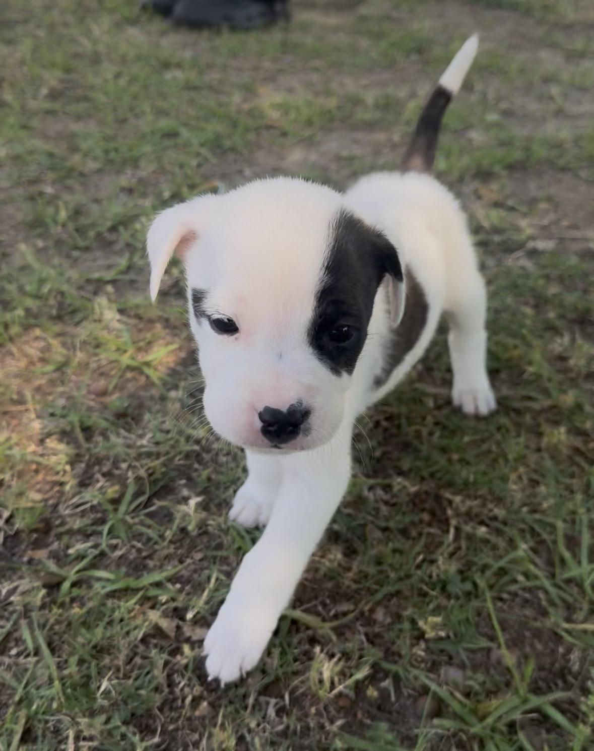 Jeremiah, Adoptable, Puppy Male Anatolian Shepherd & American Bulldog.