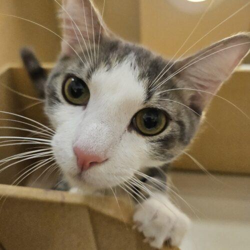 Nico, Adoptable, Kitten Male Domestic Short Hair & Tabby.