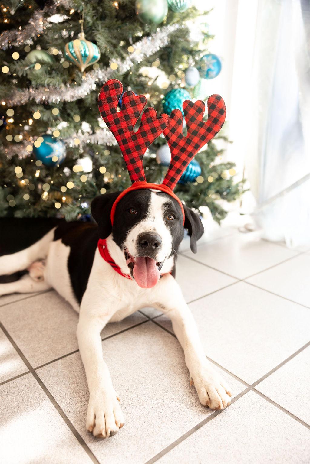 Enlarge Boo, a Adopted mixed breed in Gentry, AR image 1/3
