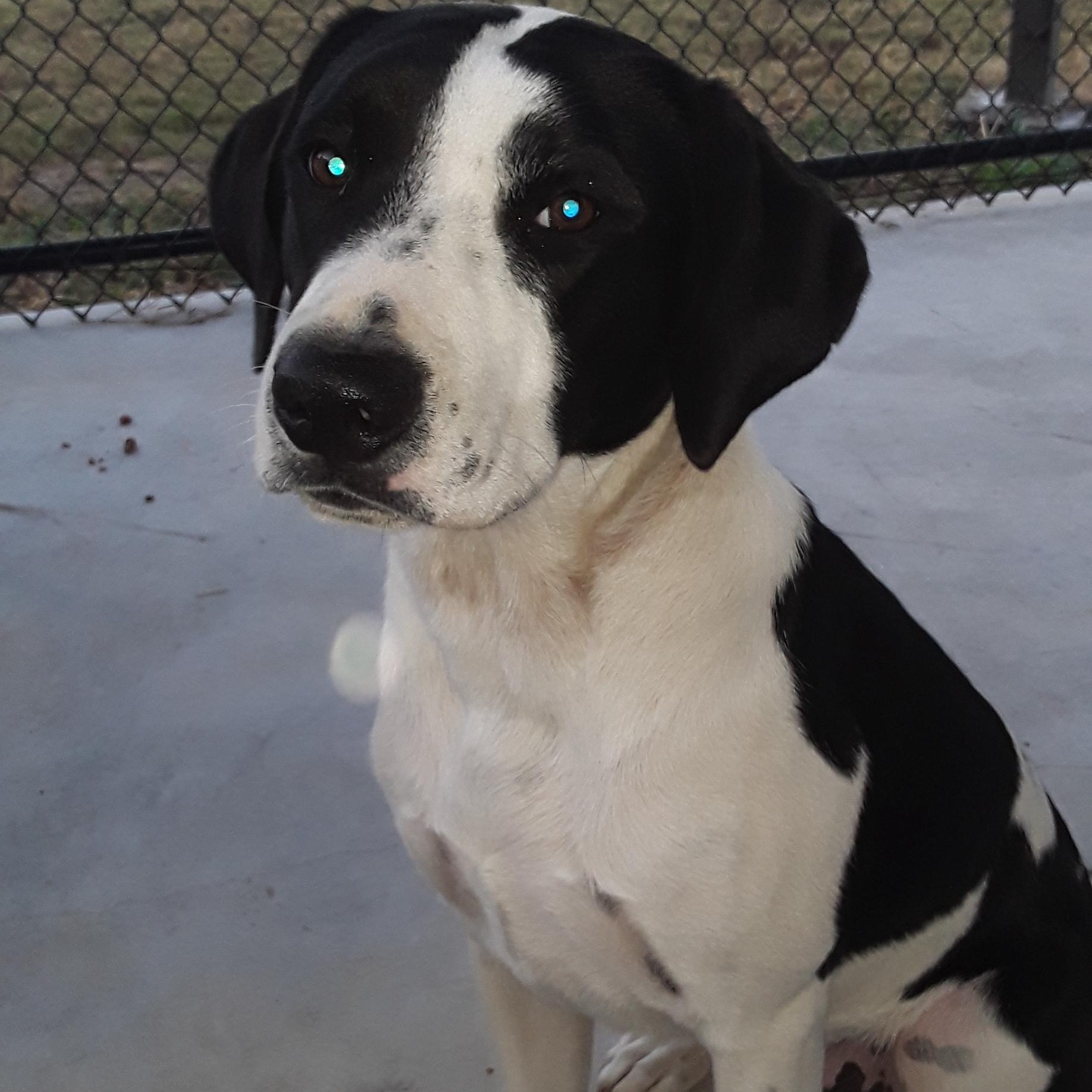 Enlarge Boo, a Adopted mixed breed in Gentry, AR image 2/3