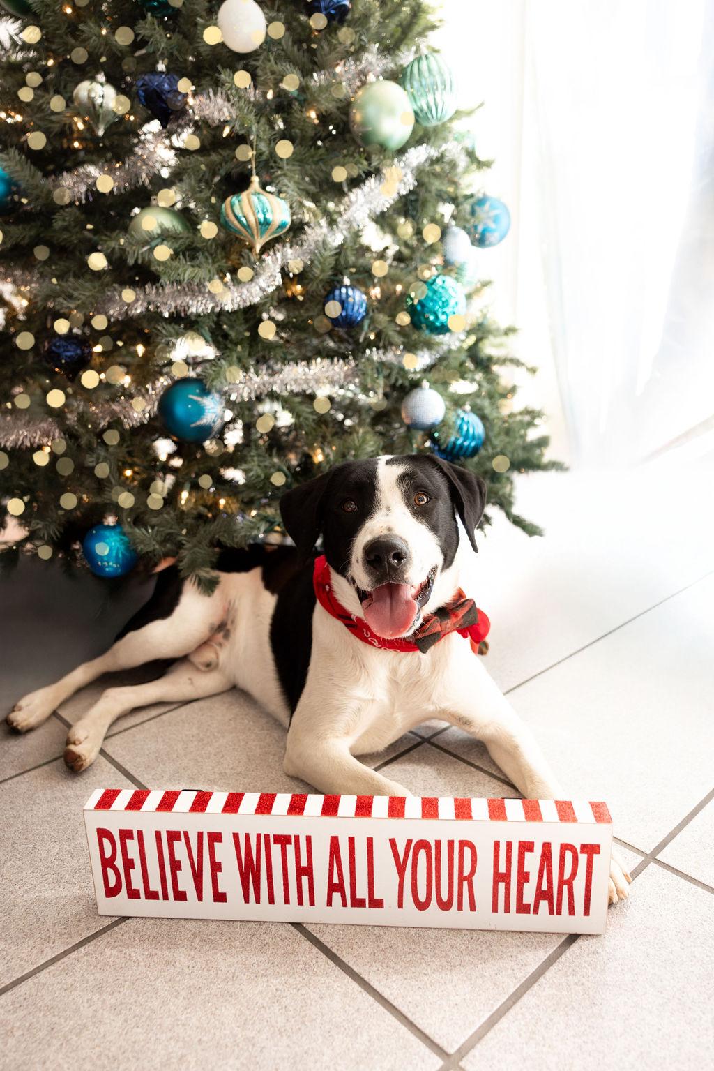 Enlarge Boo, a Adopted mixed breed in Gentry, AR image 3/3