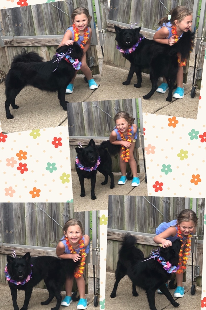 Piper, a Adoptable mixed breed in Tomball, TX image 2/10