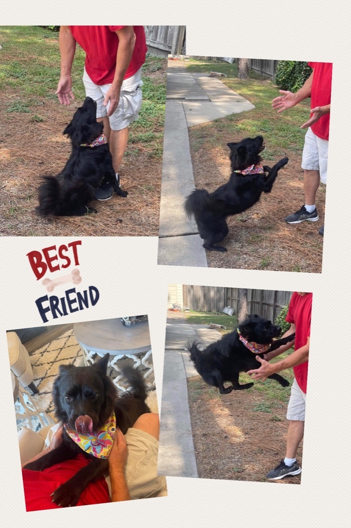 Piper, a Adoptable mixed breed in Tomball, TX image 4/10