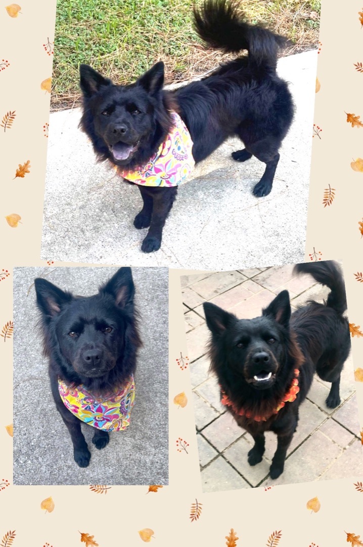 Piper, a Adoptable mixed breed in Tomball, TX image 5/10