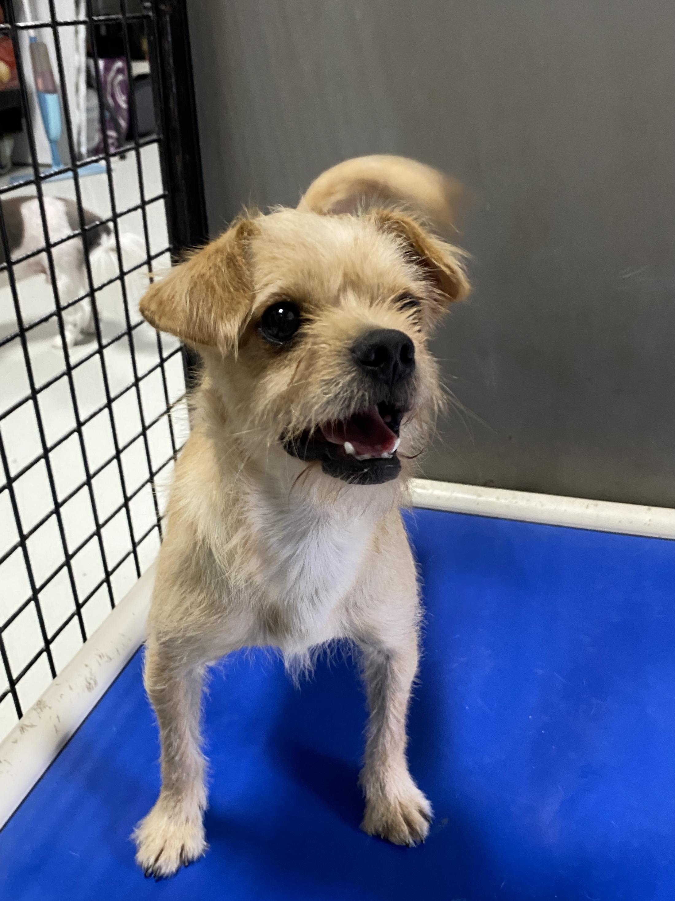 Enlarge George, a Adopted mixed breed in Hartford, KY image 5/6