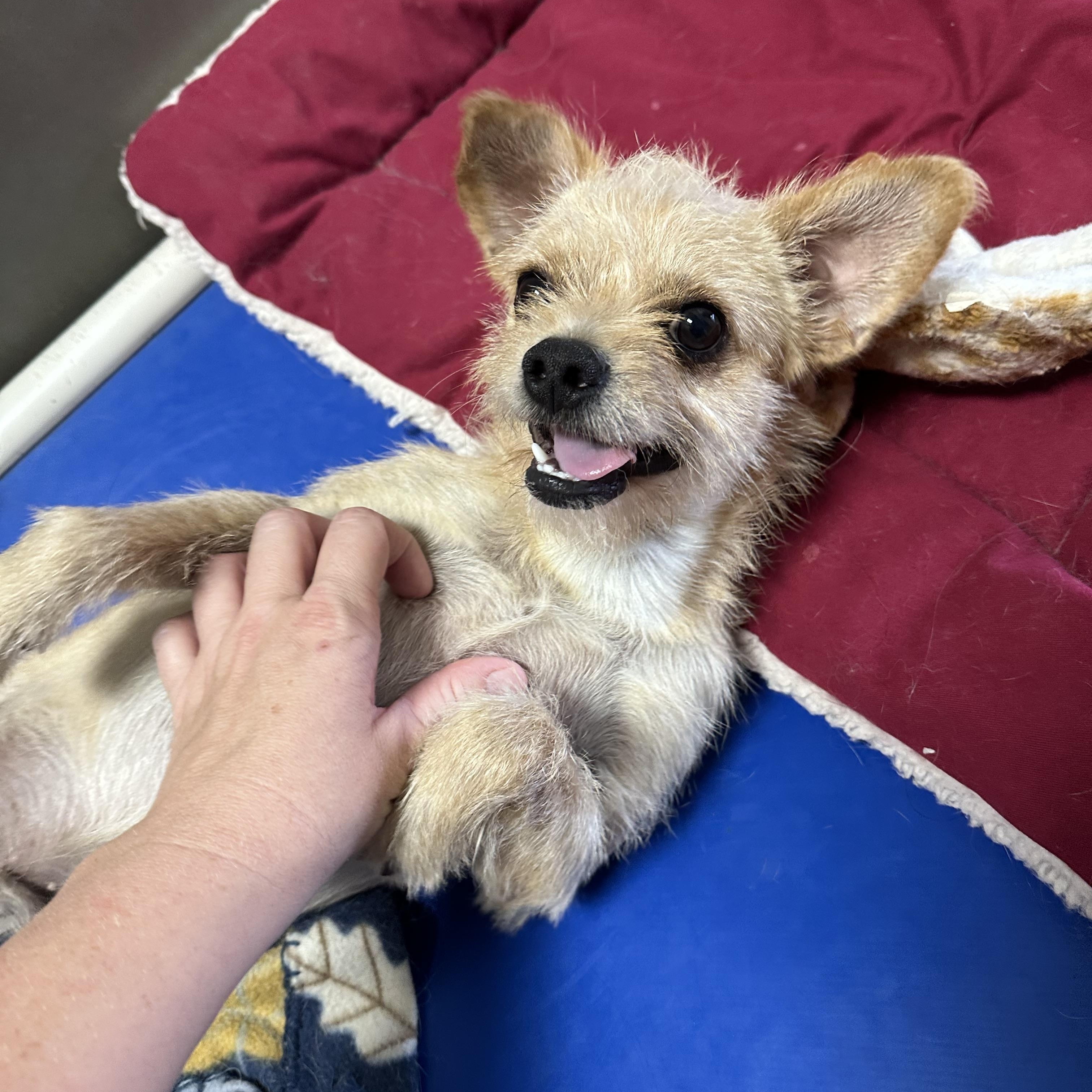 Enlarge George, a Adopted mixed breed in Hartford, KY image 1/6