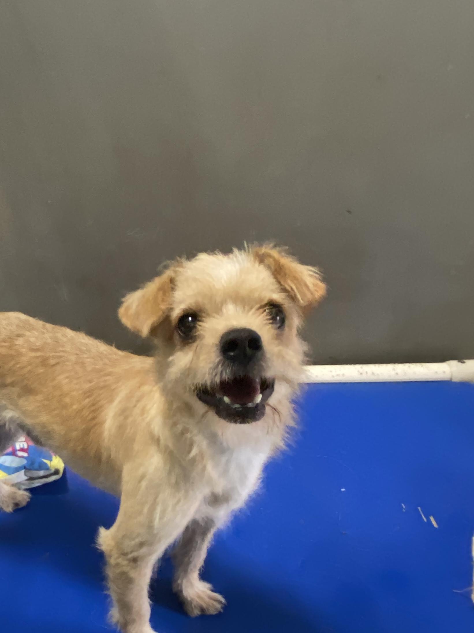 Enlarge George, a Adopted mixed breed in Hartford, KY image 2/6