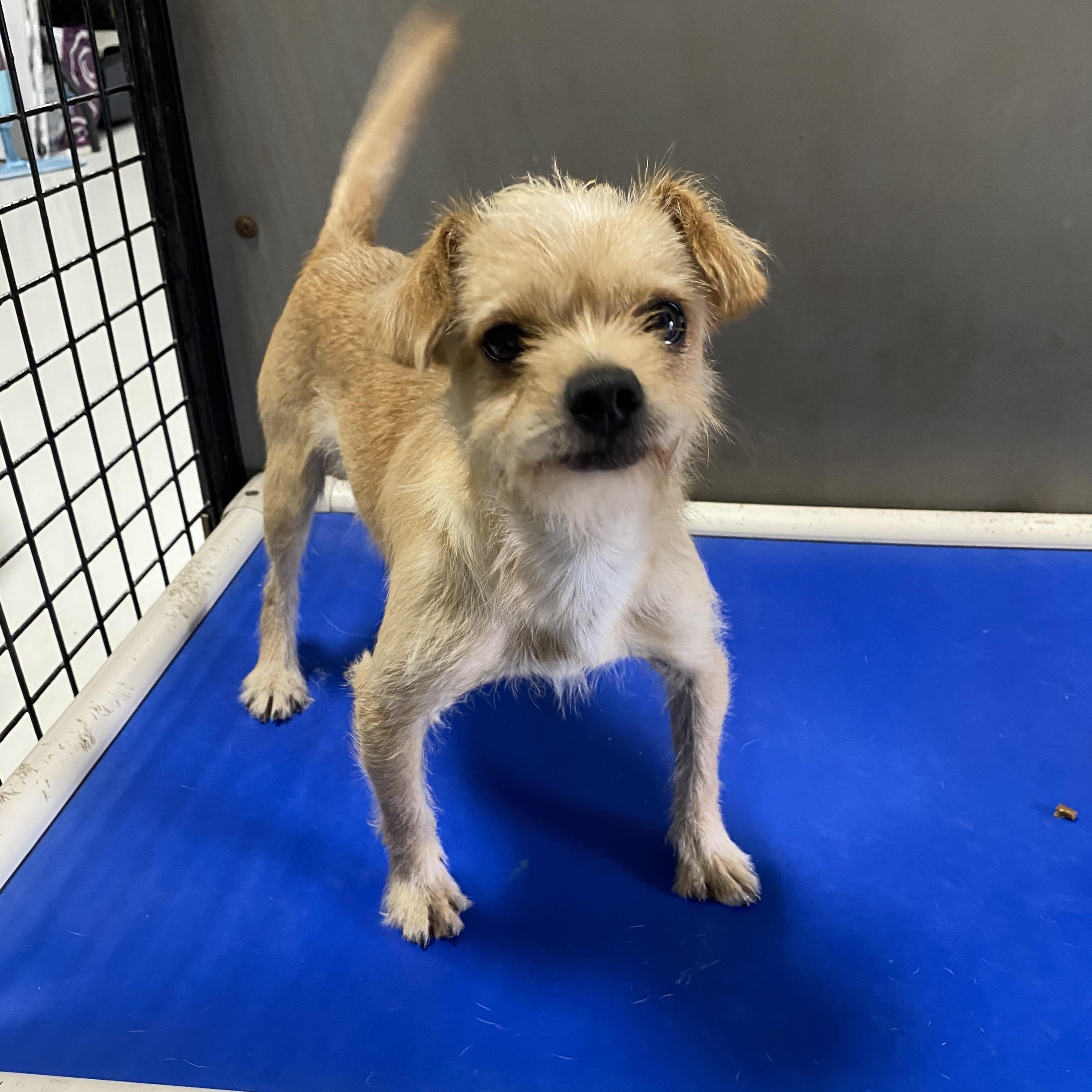 Enlarge George, a Adopted mixed breed in Hartford, KY image 4/6