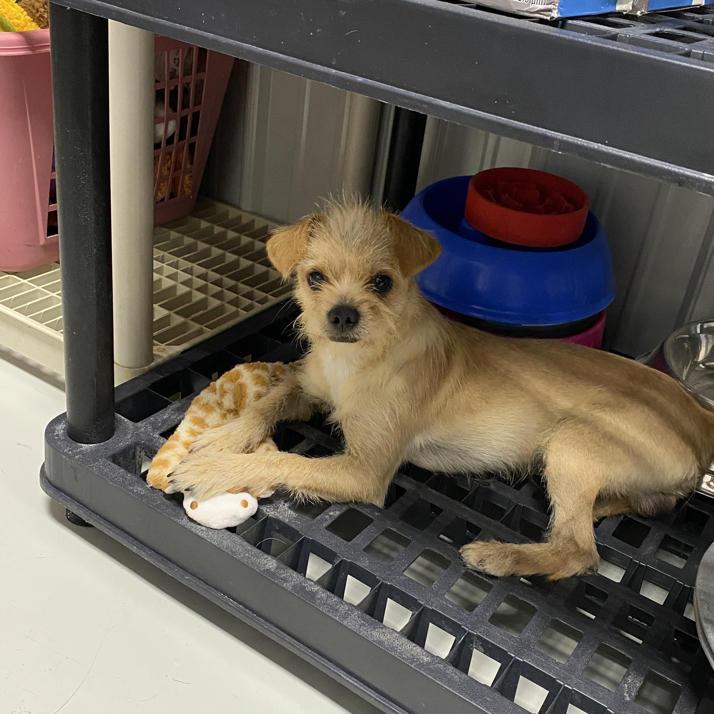 Enlarge George, a Adopted mixed breed in Hartford, KY image 6/6
