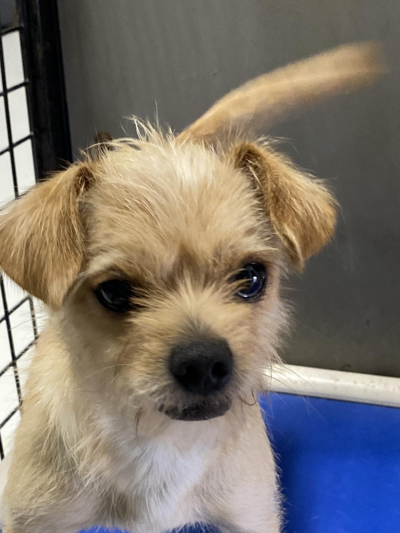Enlarge George, a Adopted mixed breed in Hartford, KY image 3/6