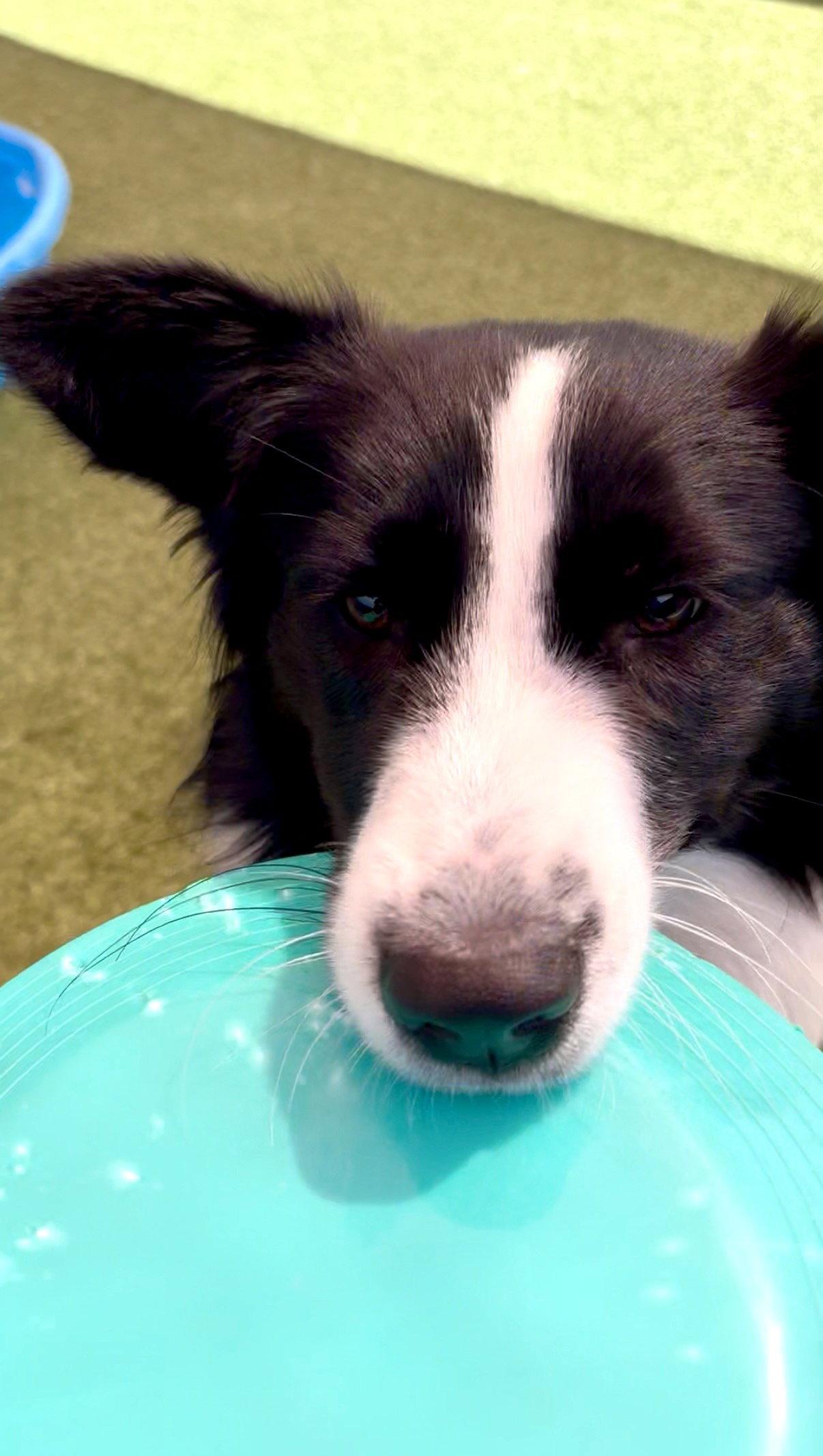Dorito, Adoptable, Young Male Border Collie & Australian Shepherd.