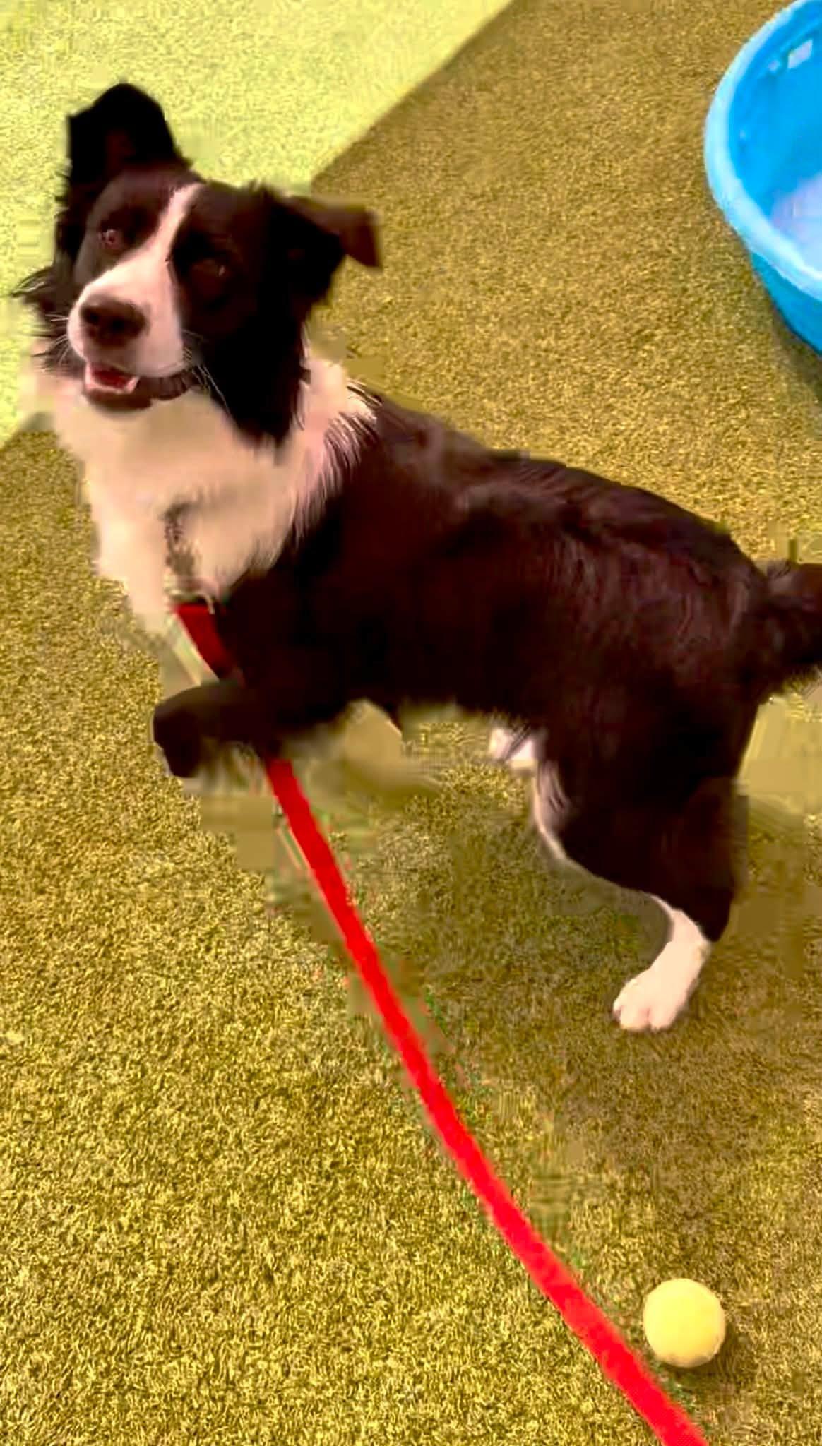 Enlarge Dorito, a Adoptable mixed breed in Kansas City, MO image 2/3