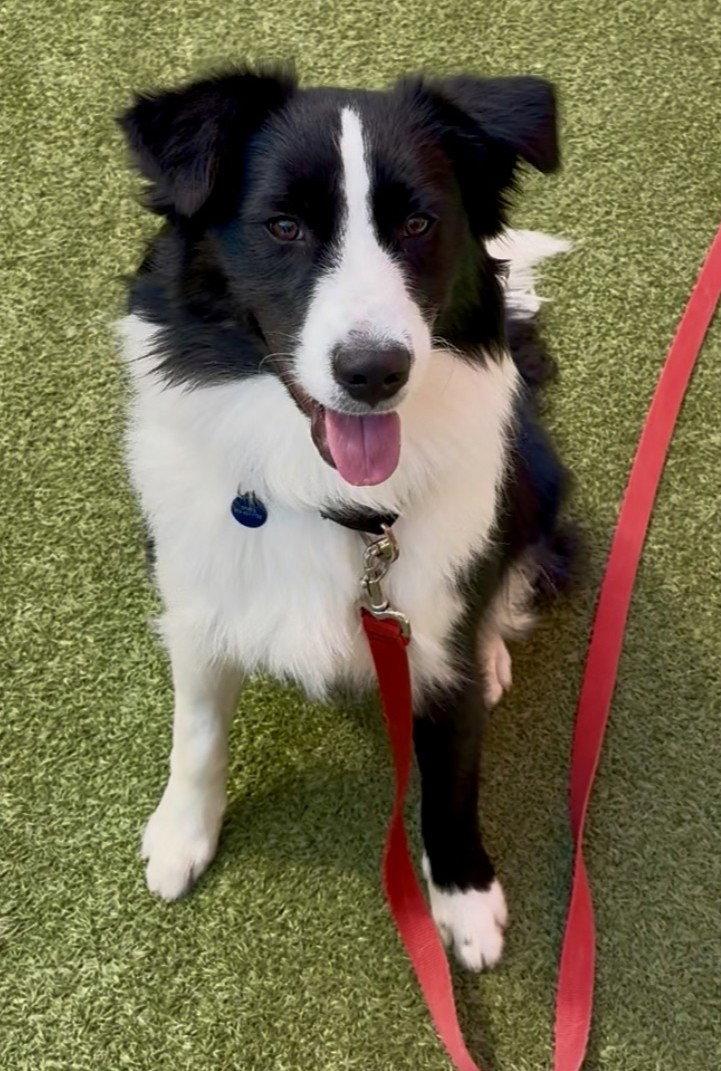 Enlarge Dorito, a Adoptable mixed breed in Kansas City, MO image 3/3