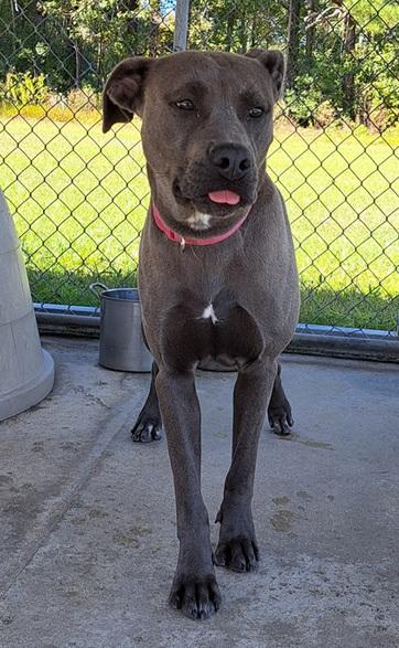 Enlarge Sierra, an adopted mixed breed in Manning, SC image 1/1