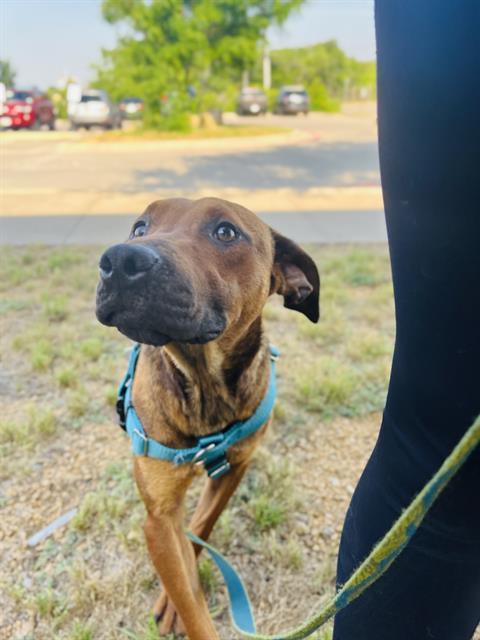 SCOOBY, Adoptable, Adult Male Mixed Breed.