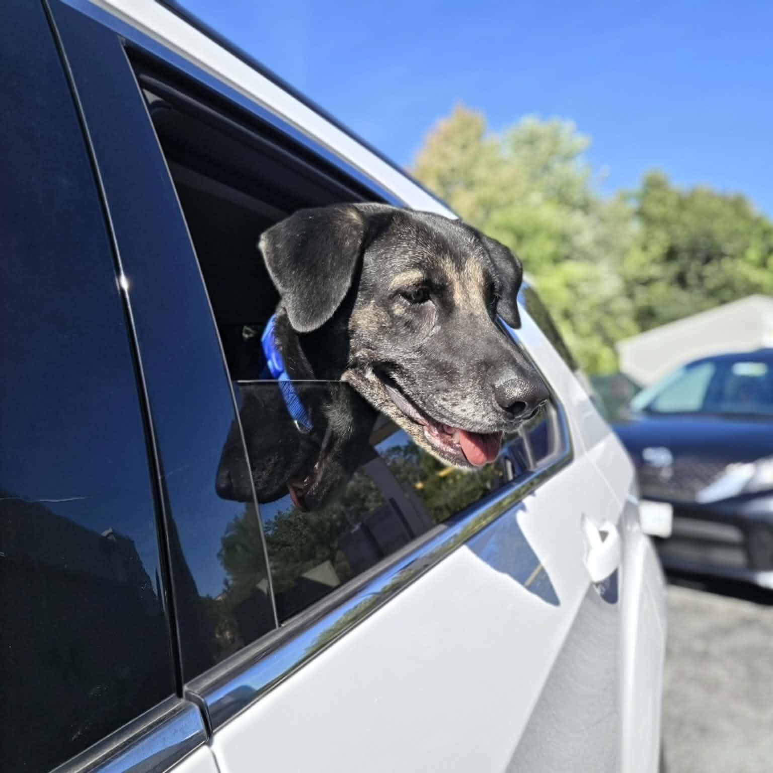 Enlarge Ruthie, a Adoptable mixed breed in Woolwich, ME image 4/6