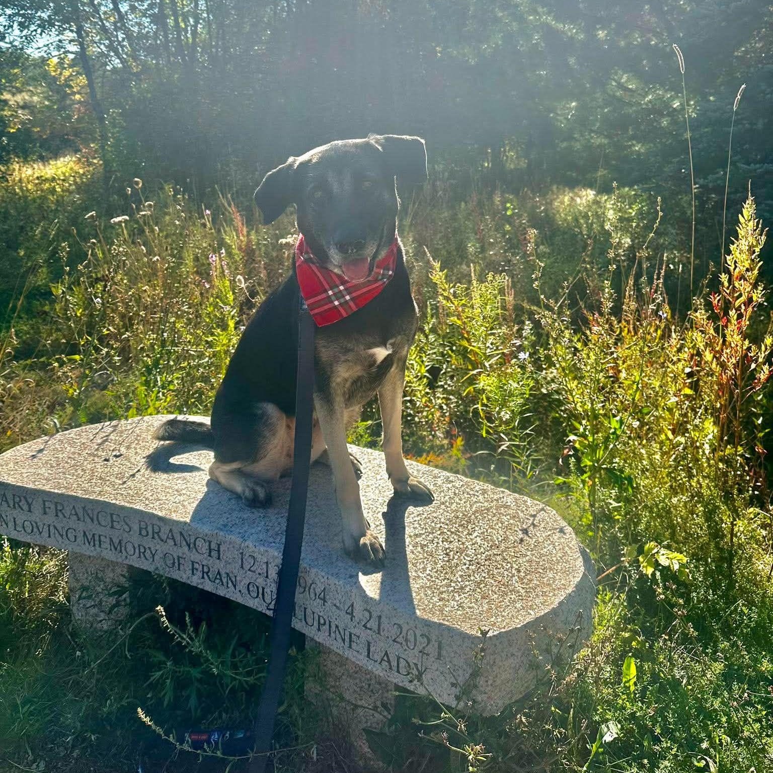 Enlarge Ruthie, a Adoptable mixed breed in Woolwich, ME image 6/6