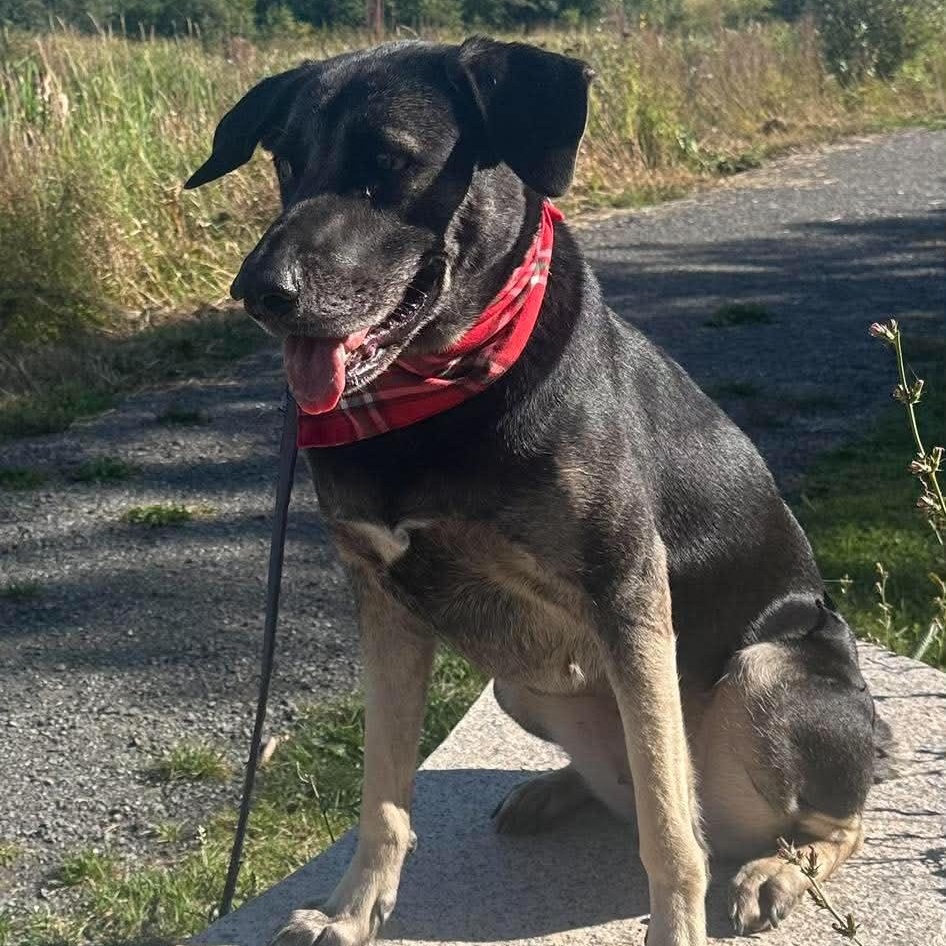 Enlarge Ruthie, a Adoptable mixed breed in Woolwich, ME image 1/6