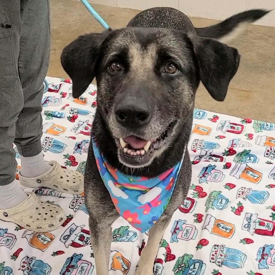 Enlarge Ruthie, a Adoptable mixed breed in Woolwich, ME image 2/6