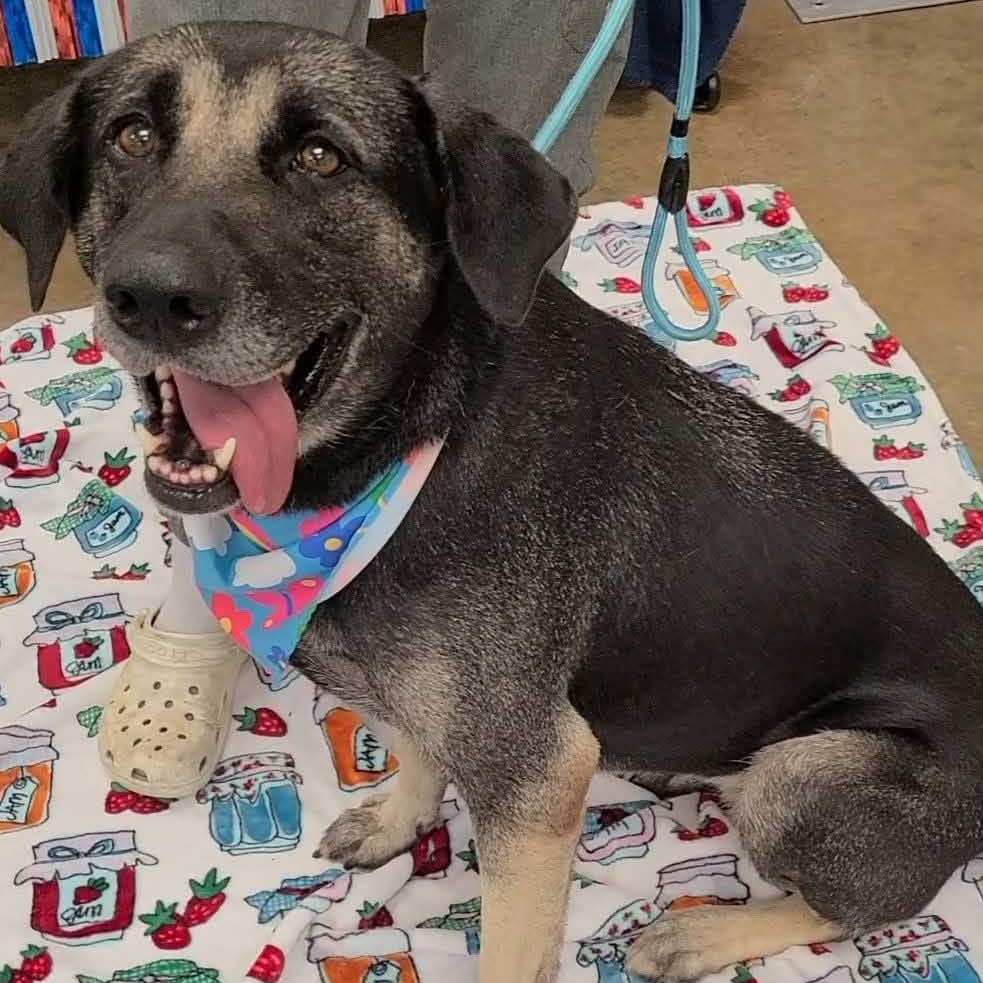 Enlarge Ruthie, a Adoptable mixed breed in Woolwich, ME image 3/6