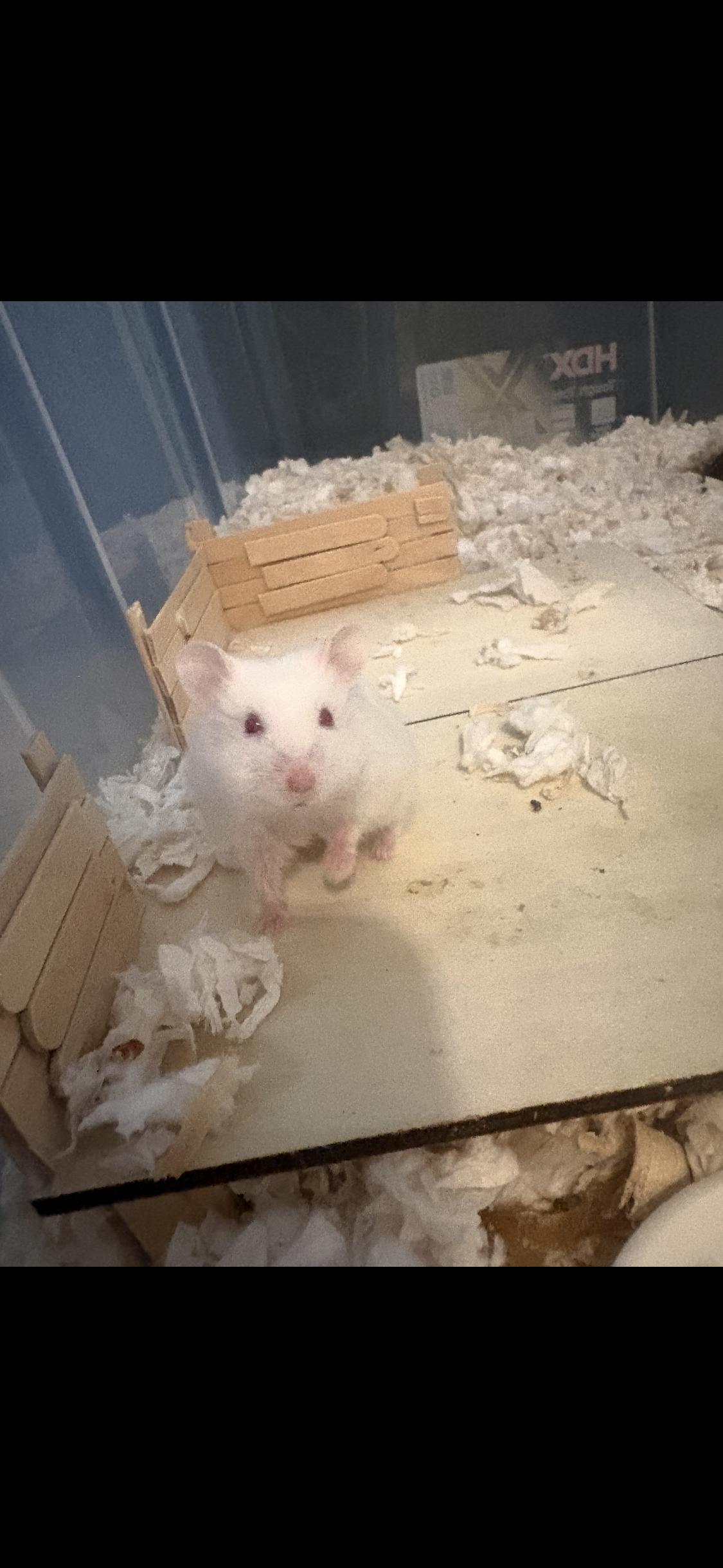 Ginger, Adoptable, Baby Female Dwarf Hamster & Hamster.