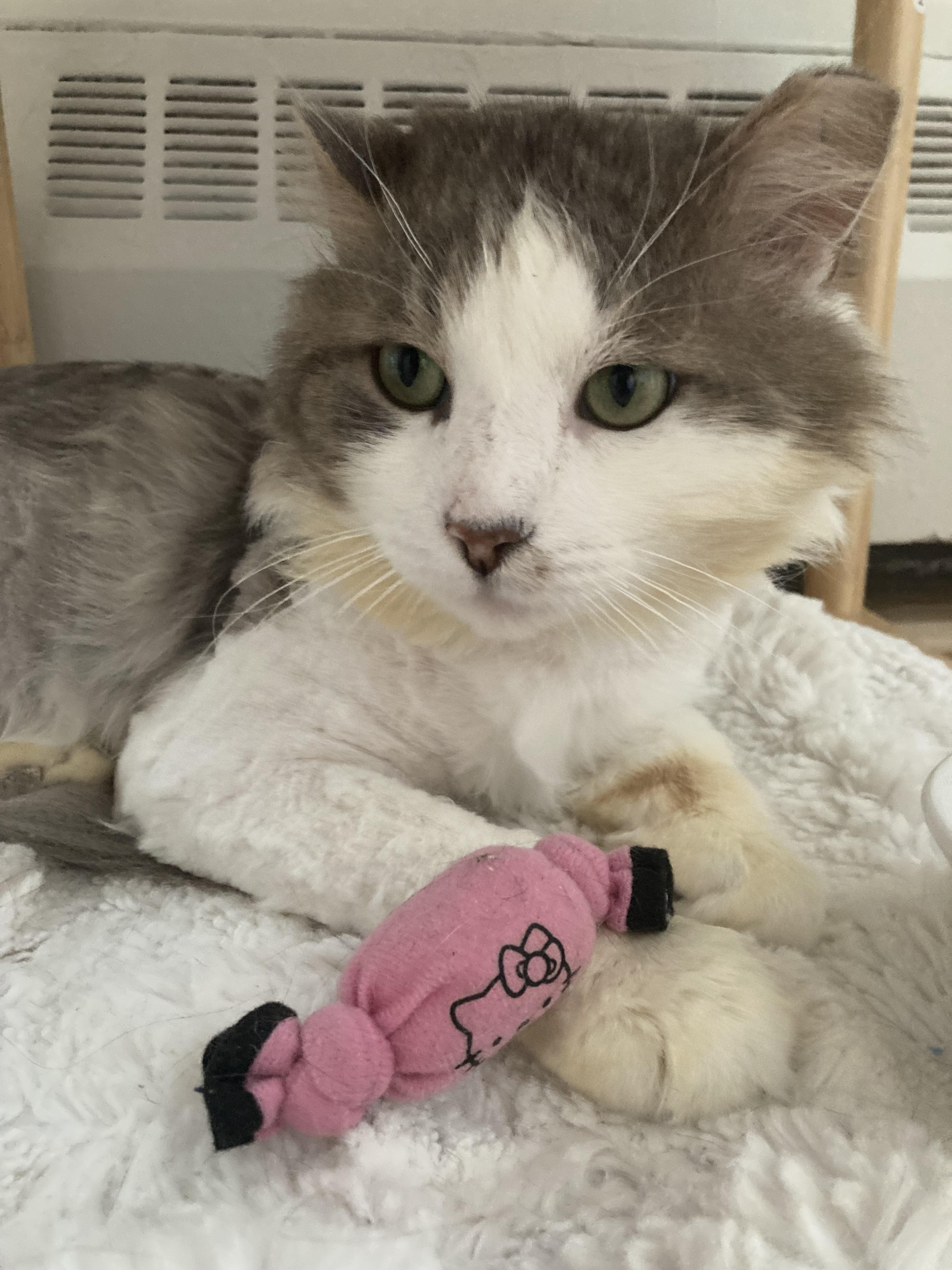 Enlarge Colonel, a Adoptable Domestic Long Hair in Terrebonne, QC image 3/6