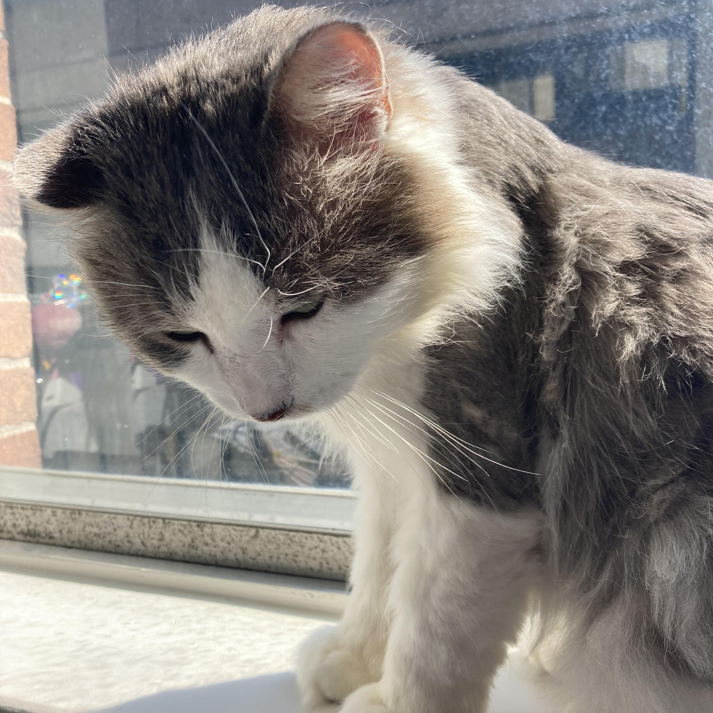 Enlarge Colonel, a Adoptable Domestic Long Hair in Terrebonne, QC image 2/6