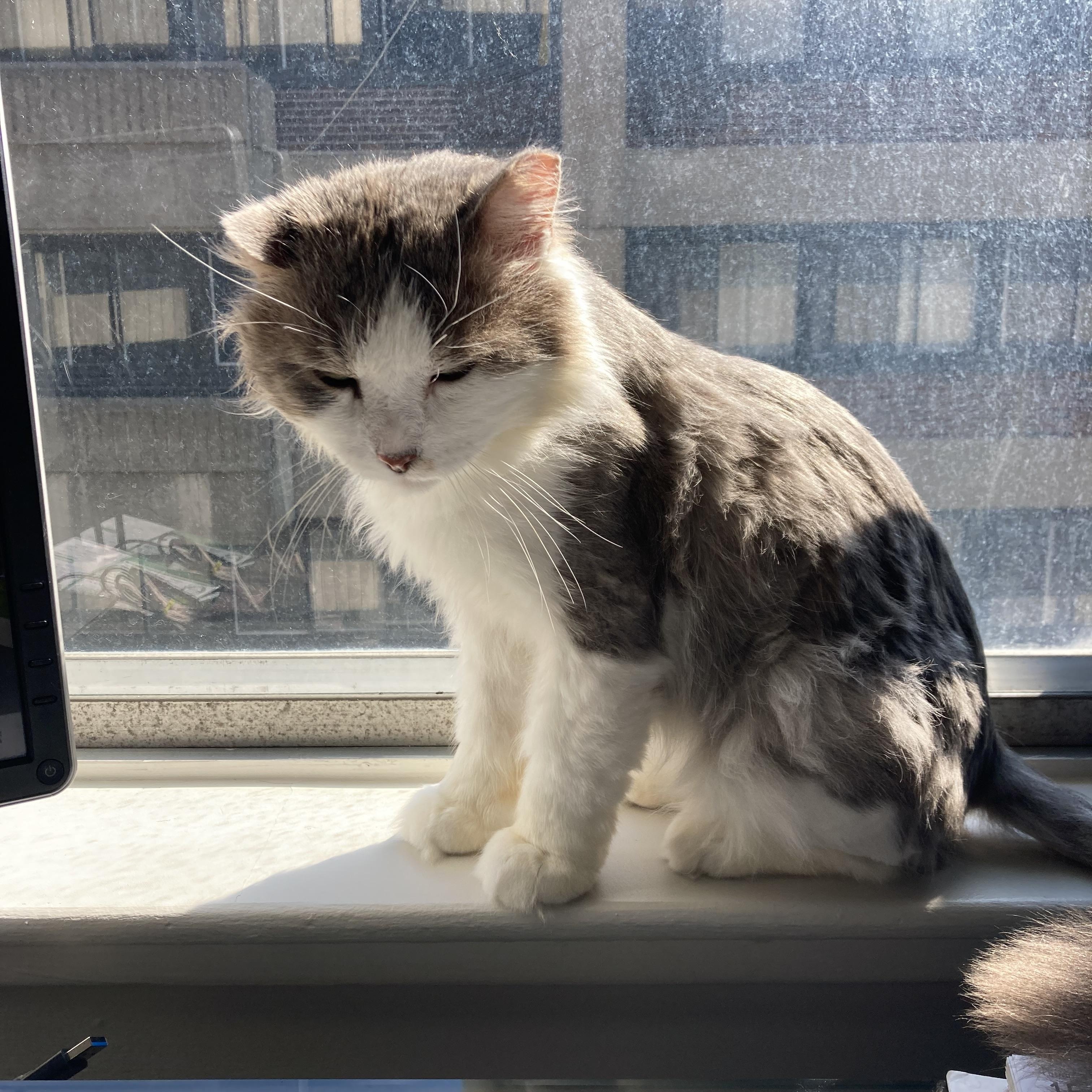 Colonel, Adoptable, Adult Male Domestic Long Hair.