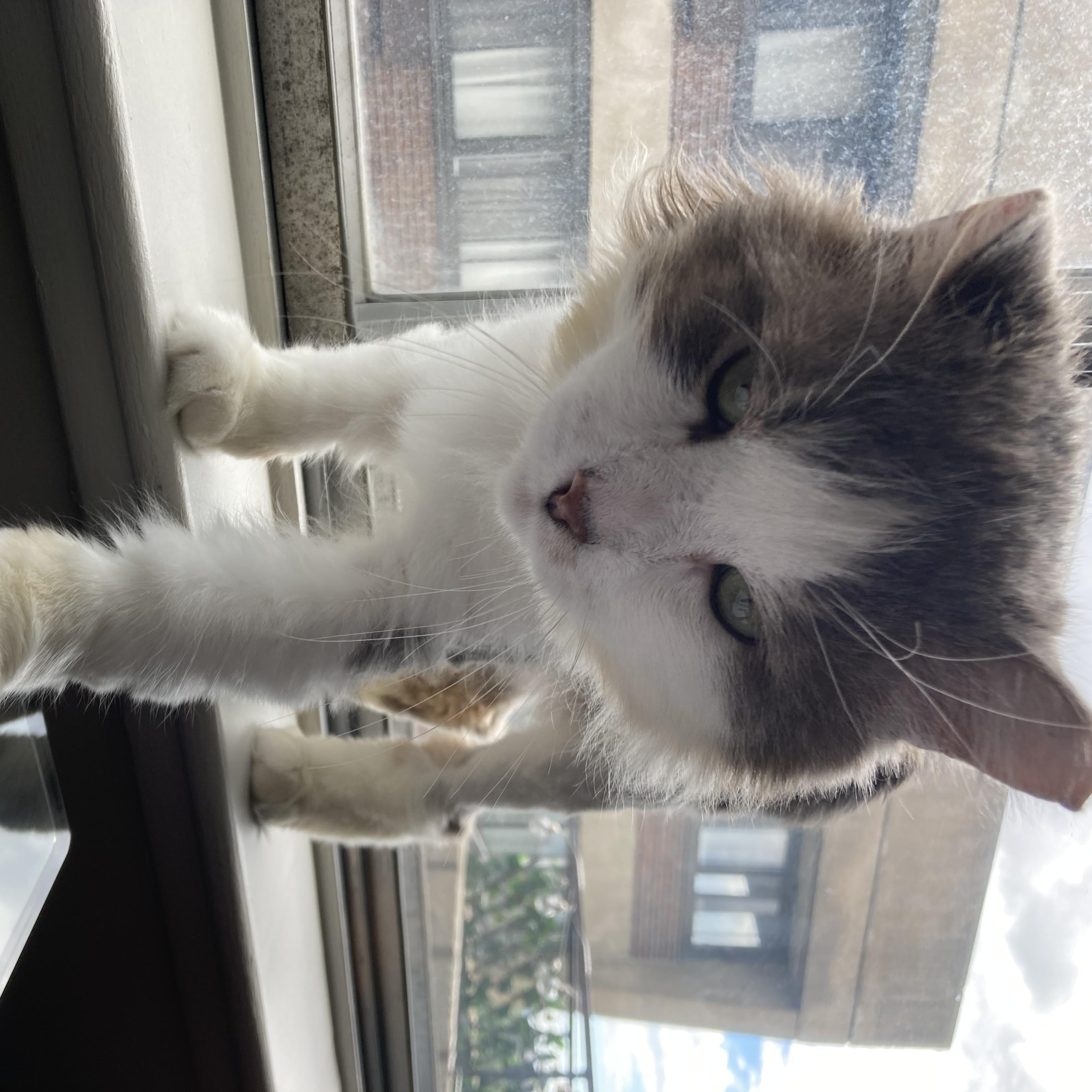 Enlarge Colonel, a Adoptable Domestic Long Hair in Terrebonne, QC image 6/6