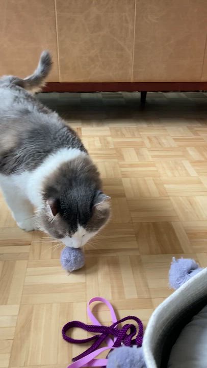 Enlarge Colonel, a Adoptable Domestic Long Hair in Terrebonne, QC video 5/6