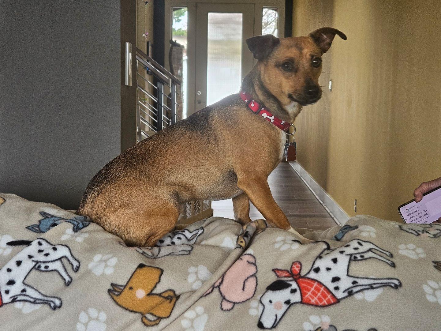 Enlarge Gravis, a ADOPTABLE mixed breed in Covington, WA image 1/6