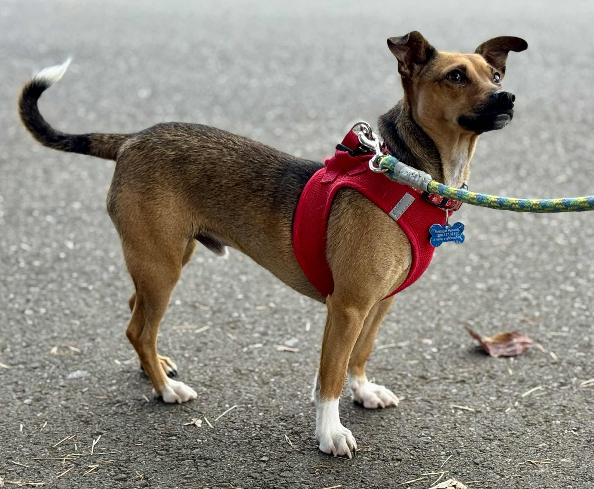 Enlarge Gravis, a ADOPTABLE mixed breed in Covington, WA image 4/6