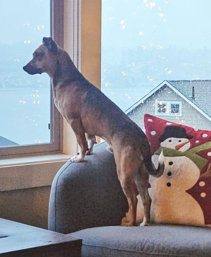 Enlarge Gravis, a ADOPTABLE mixed breed in Covington, WA image 2/6