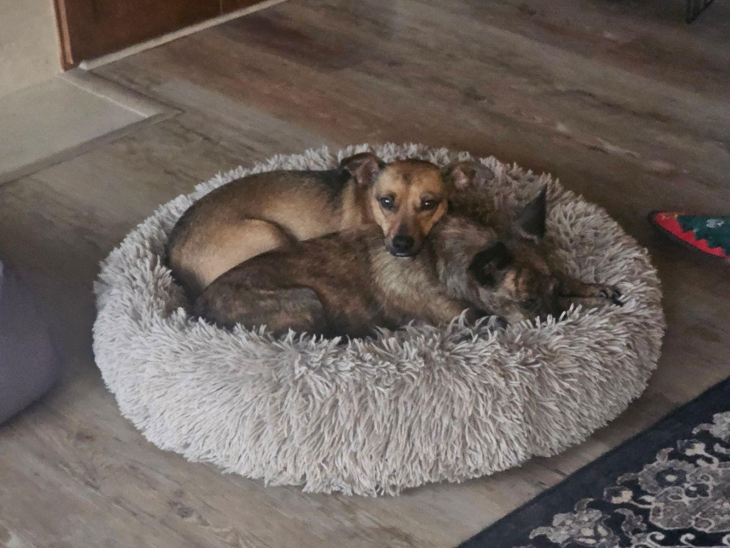 Enlarge Gravis, a ADOPTABLE mixed breed in Covington, WA image 5/6