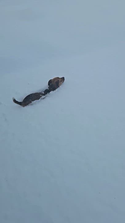 Enlarge Gravis, a ADOPTABLE mixed breed in Covington, WA video 6/6