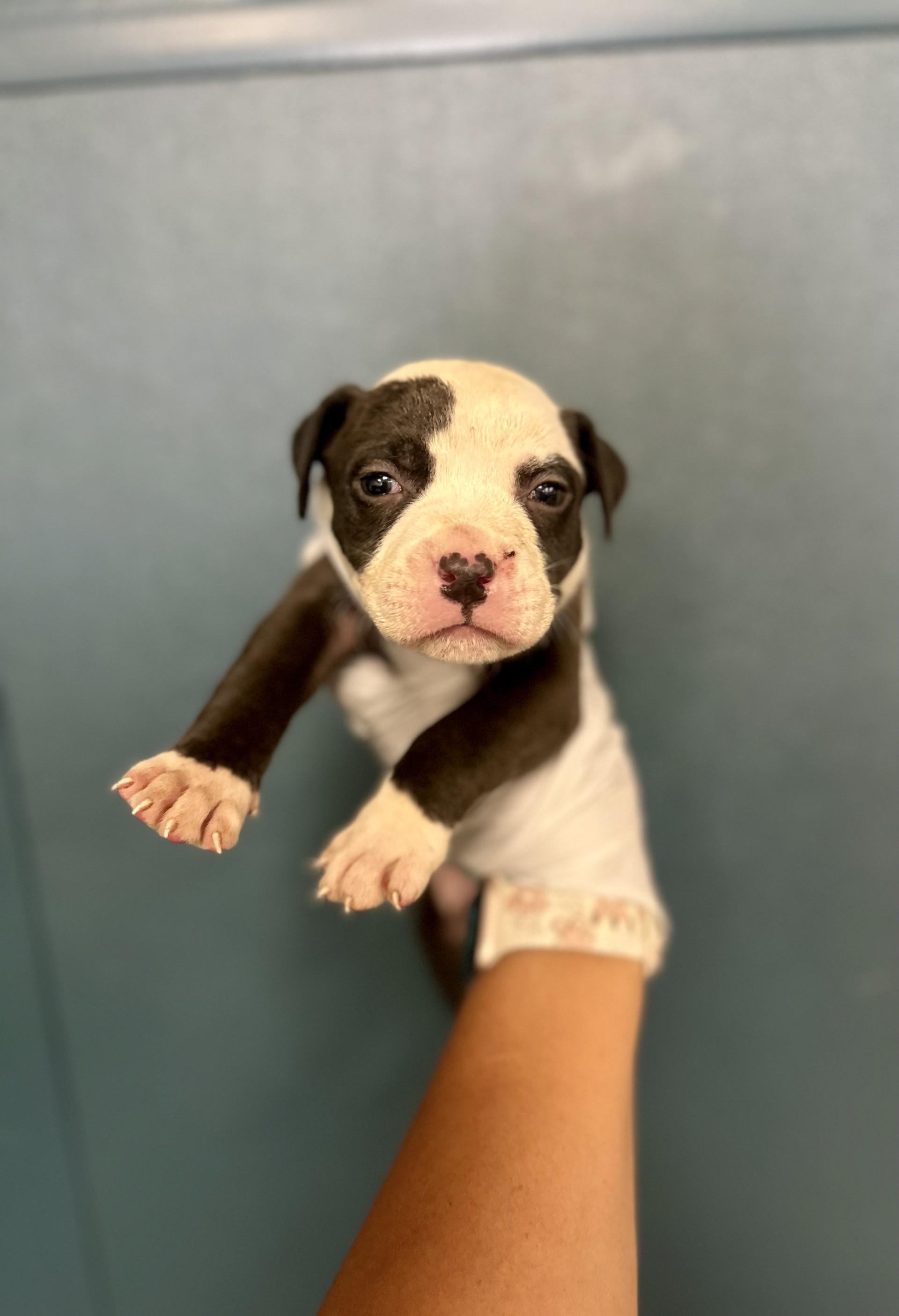 Mochi #1732 (514) ***FOSTER OR FOSTER TO ADOPT***, Adoptable, Puppy Male Pit Bull Terrier.