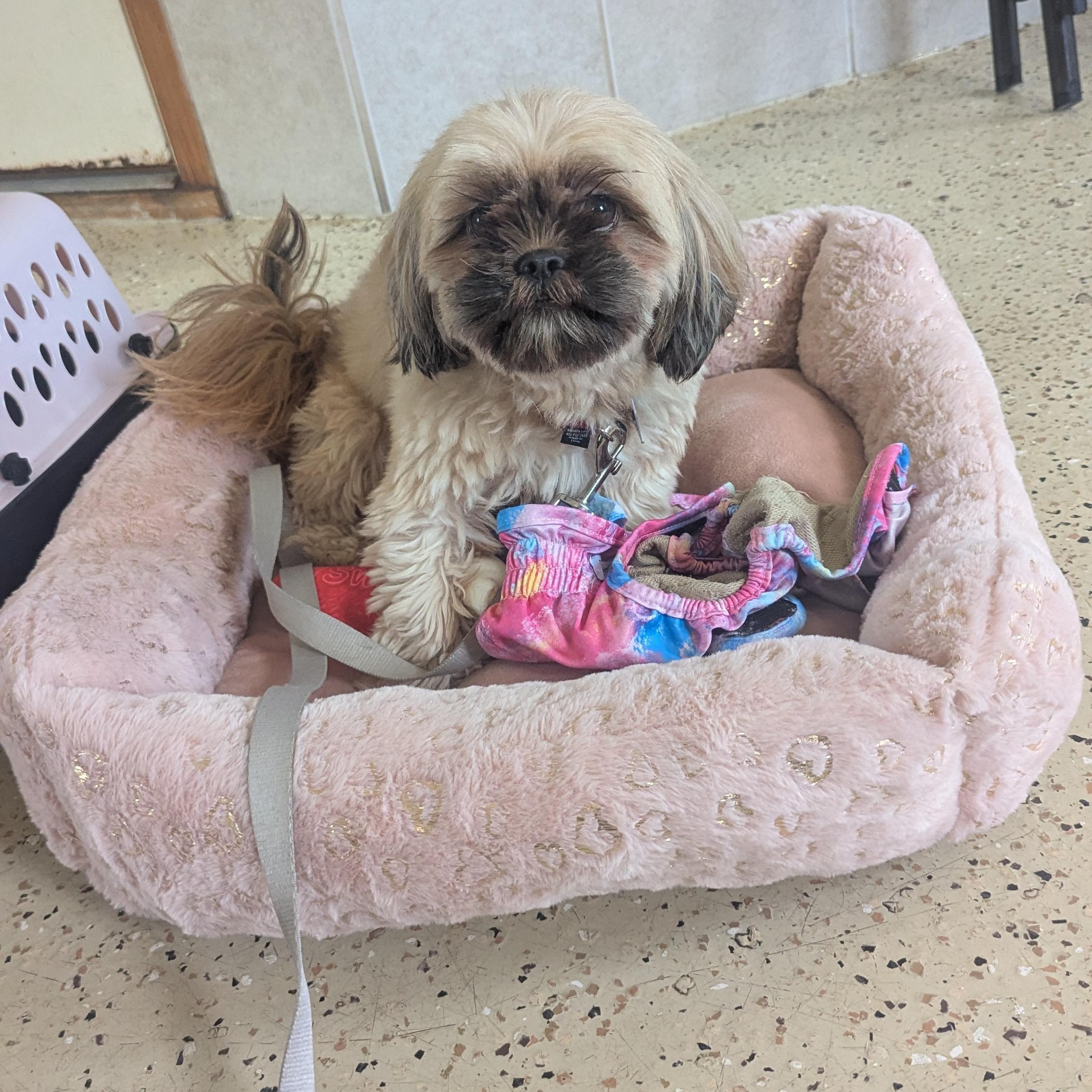 Lulu, ADOPTABLE, Young Female Shih Tzu.