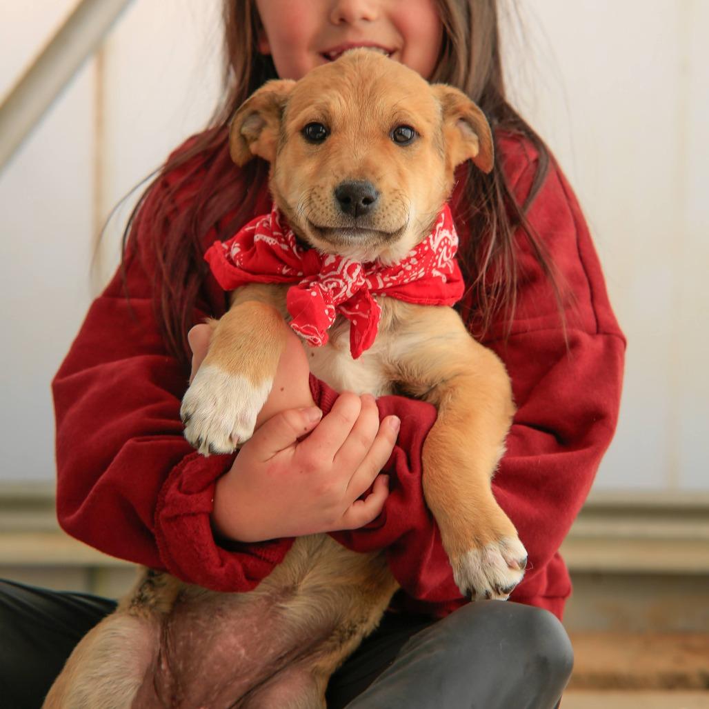 Emma, Adoptable, Puppy Female Pit Bull Terrier.