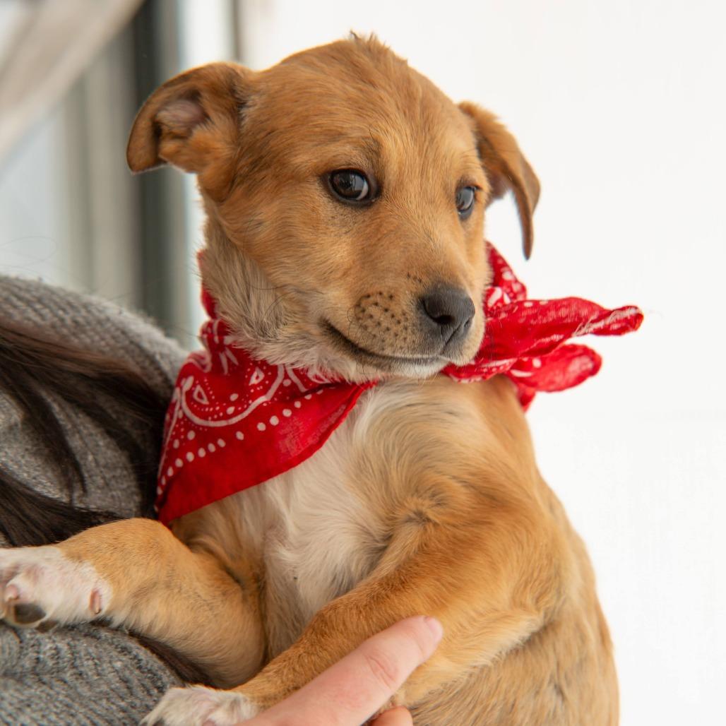 Enlarge Emma, a Adoptable Pit Bull Terrier in Taos, NM image 2/2