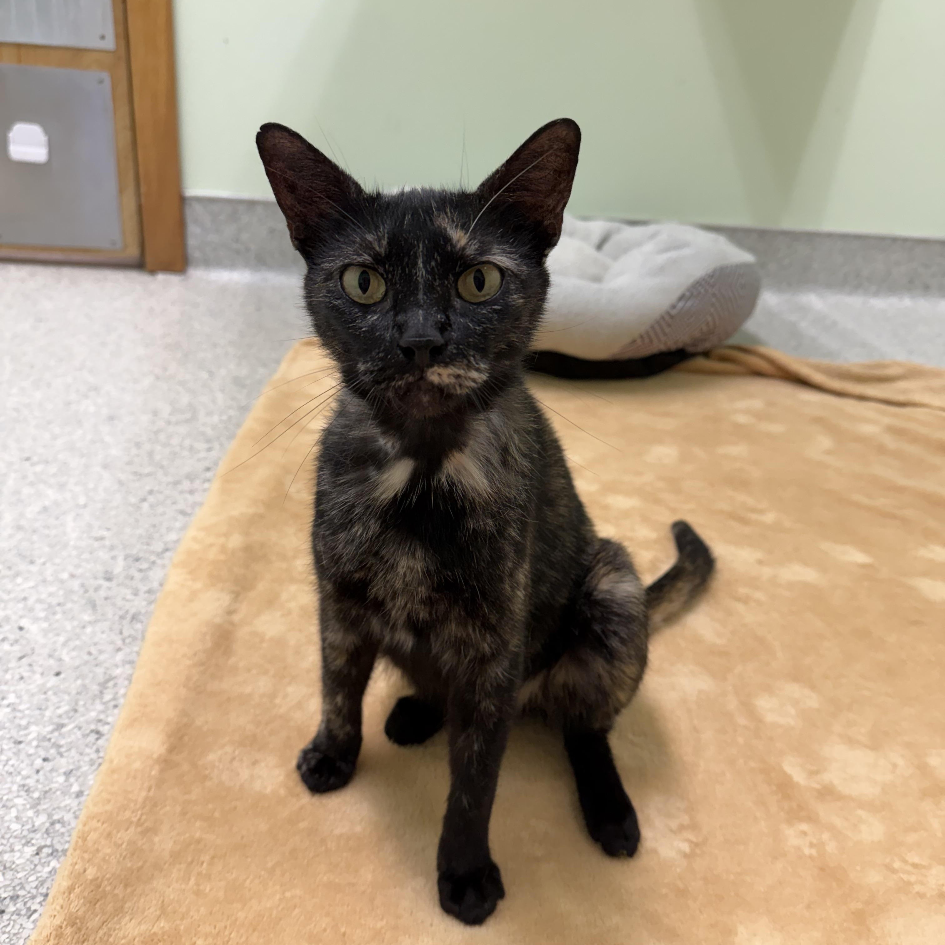 Bean, a ADOPTABLE Tortoiseshell in Kent, WA image 2/3