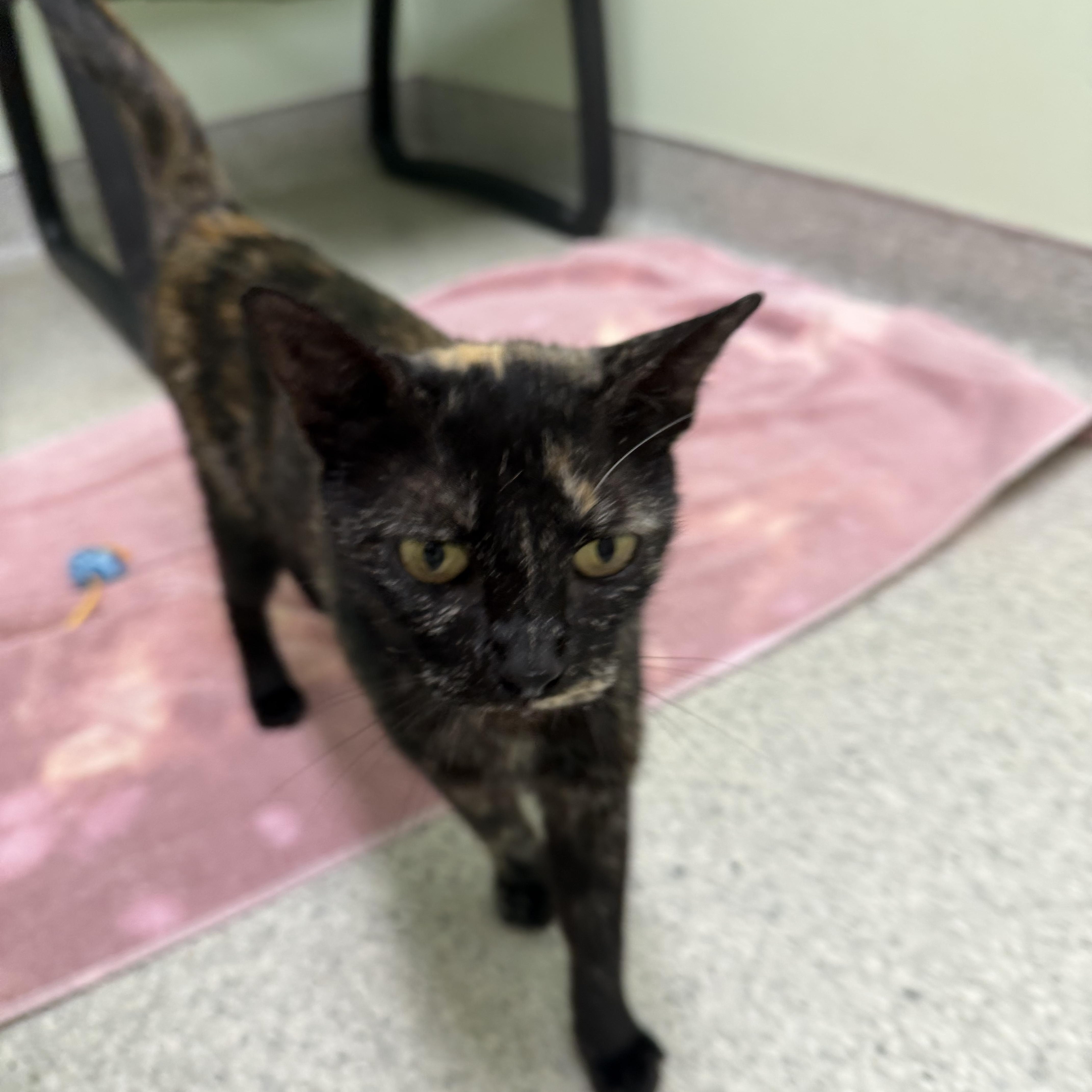 Bean, a ADOPTABLE Tortoiseshell in Kent, WA image 3/3