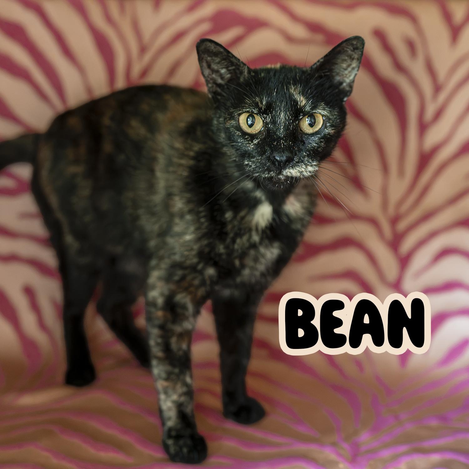 Bean, ADOPTABLE, Kitten Female Tortoiseshell.