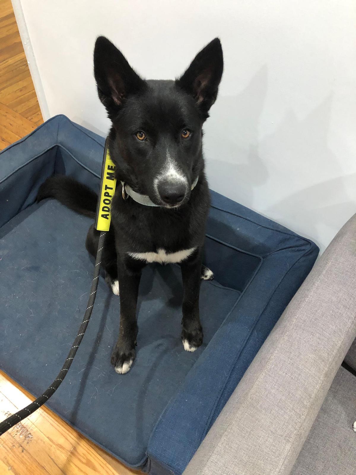 Raven, a Adoptable mixed breed in Whittier, CA image 2/3