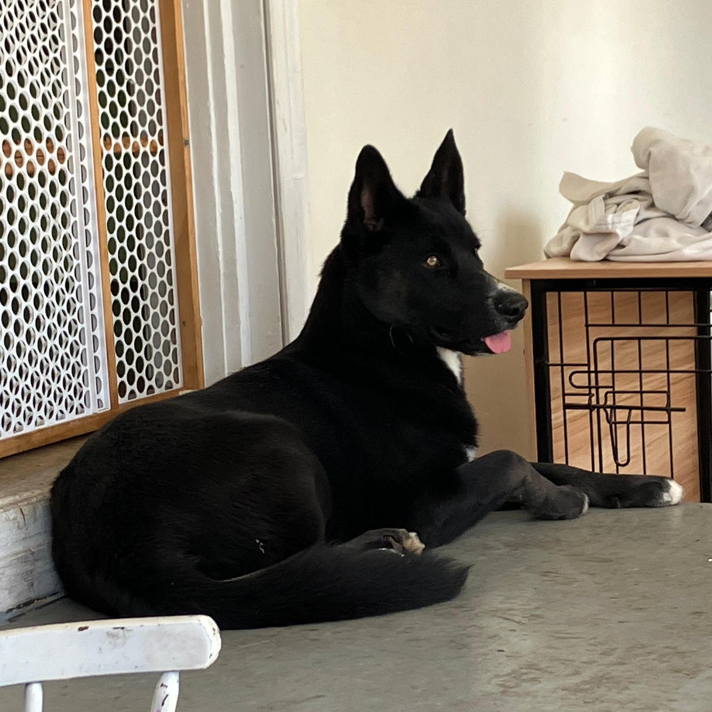 Raven, a Adoptable mixed breed in Whittier, CA image 3/3