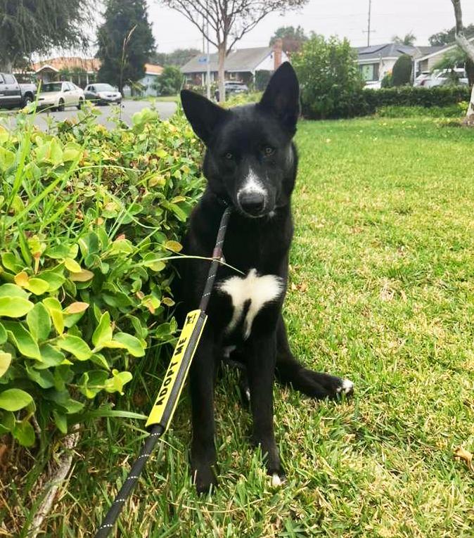 Raven, Adoptable, Puppy Female Akita.