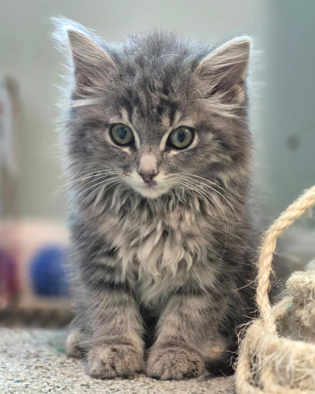 Purrfect     (Bonded to Rufus), Baby Female Maine Coon