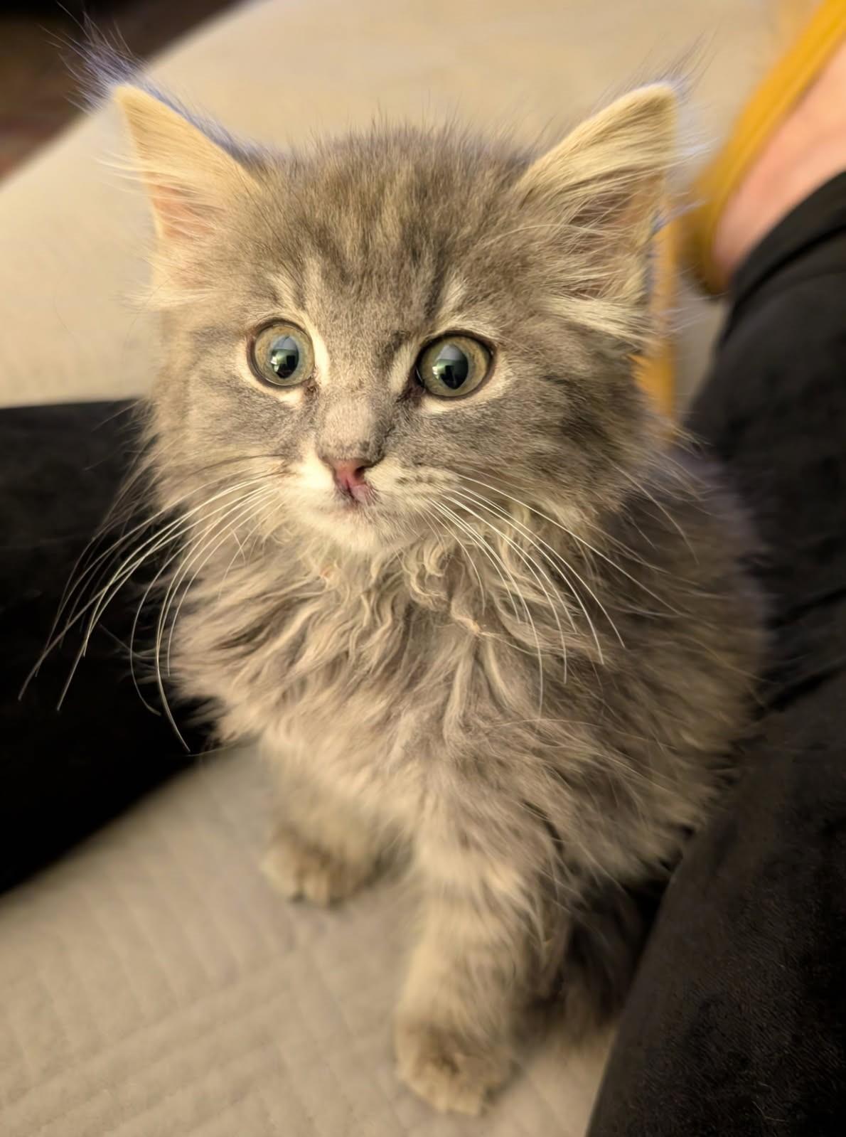 Purrfect     (Bonded to Rufus)