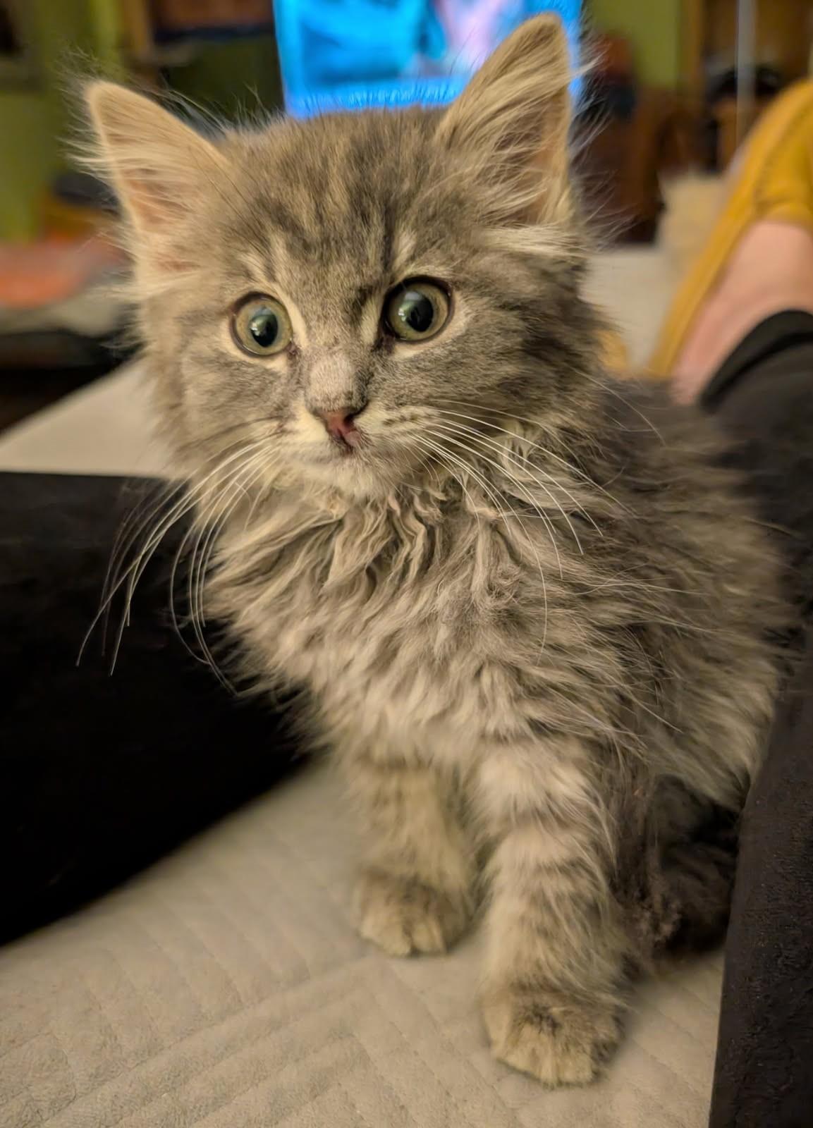Purrfect     (Bonded to Rufus)