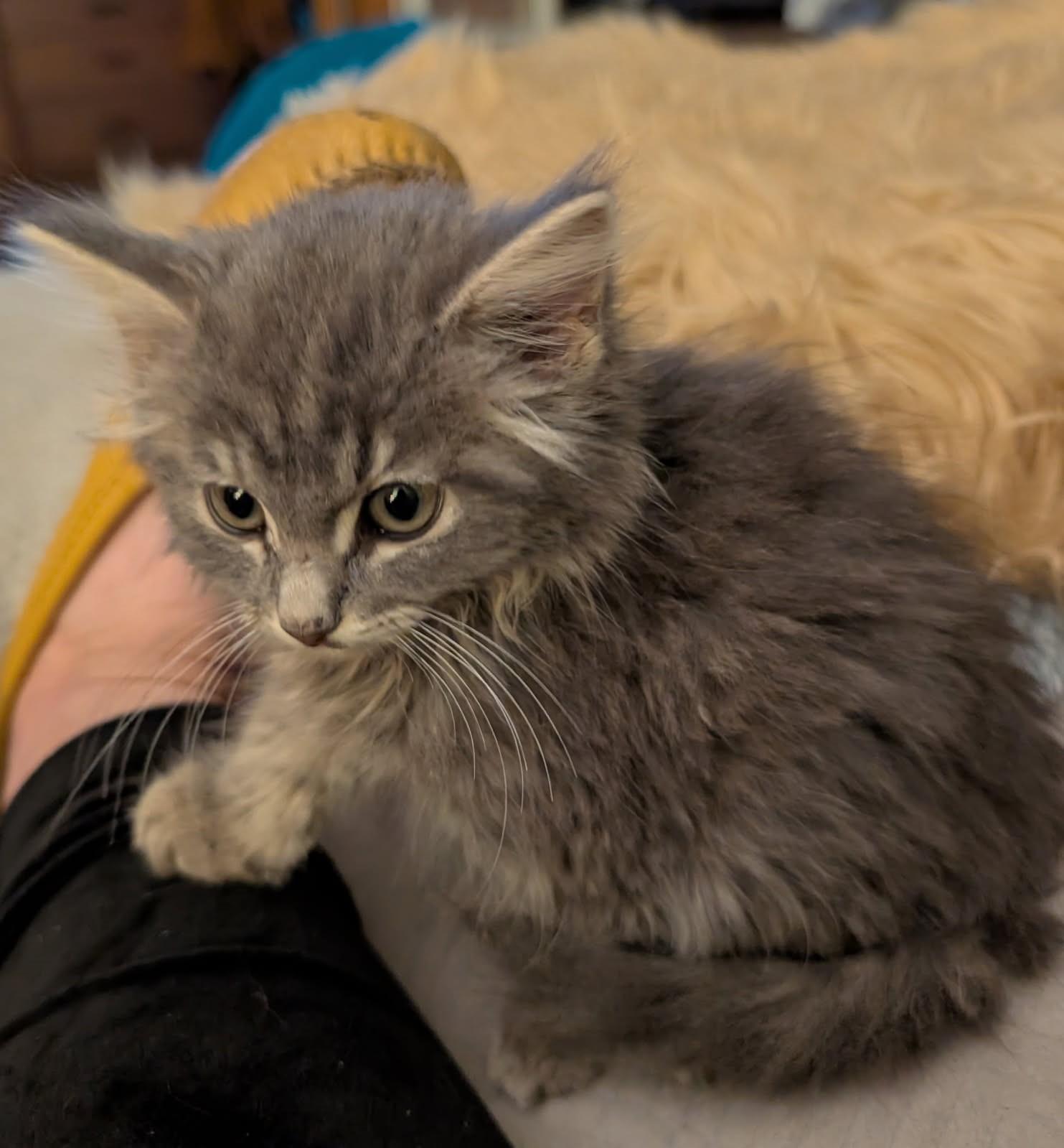 Purrfect     (Bonded to Rufus)